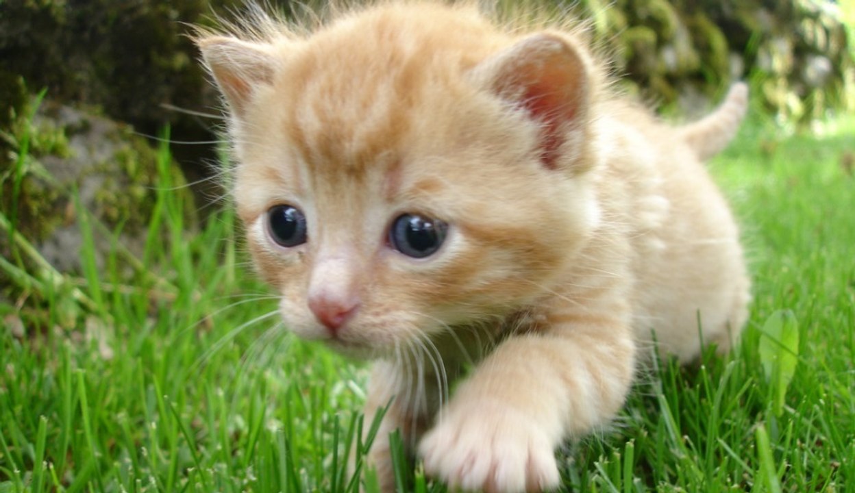 9/11: Kätzchen rettet Menschenleben am Tag der Anschläge von New York