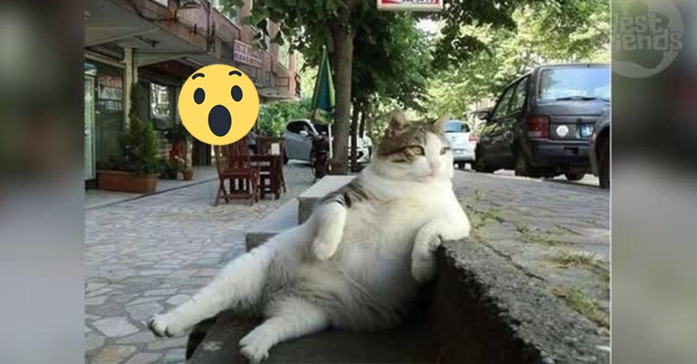 Kater Tombili bekommt ein Denkmal an seinem Stammplatz in Istanbul