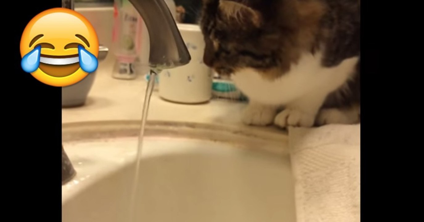 Katze spielt mit Wasserhahn