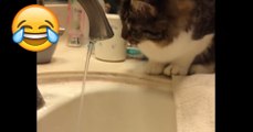 Katze spielt mit Wasserhahn