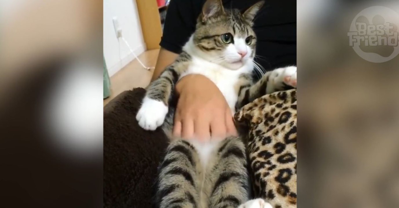 Das Verhalten dieses Katers ist zum Totlachen!