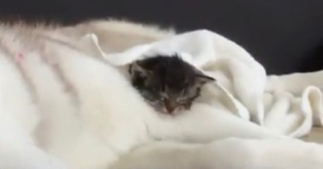 Als sie das Kätzchen dort entdecken, kommen ihnen die Tränen