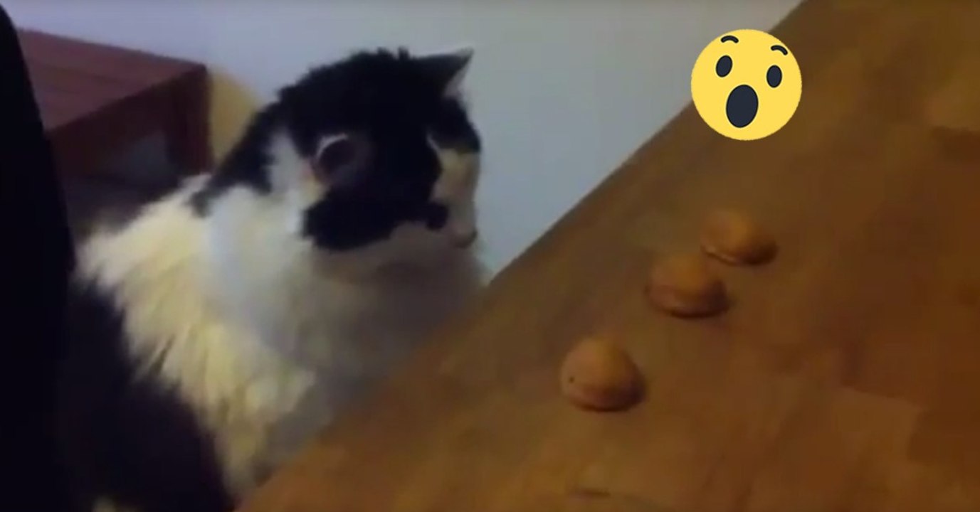 Hütchenspiel: Genial, wozu diese Samtpfote im Stande ist!