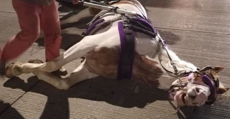 Kutschenpferd: Bis zur Erschöpfung angetrieben bricht es auf der Straße zusammen