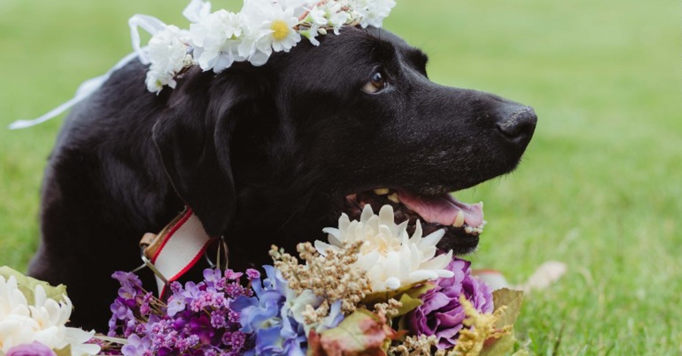 Labrador Charlie ist todkrank, doch schafft er es noch an der Hochzeit seines Frauchens teilzunehmen
