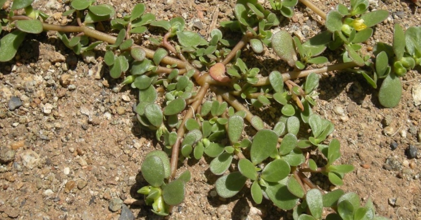 Pflanze wächst überall. Arzt verrät, was sie mit uns Menschen macht!