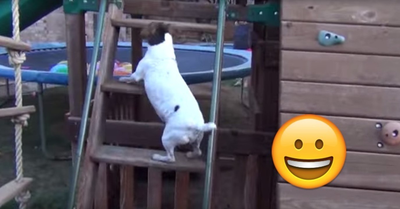 Jack Russell Terrier bekommt Überraschung im Garten