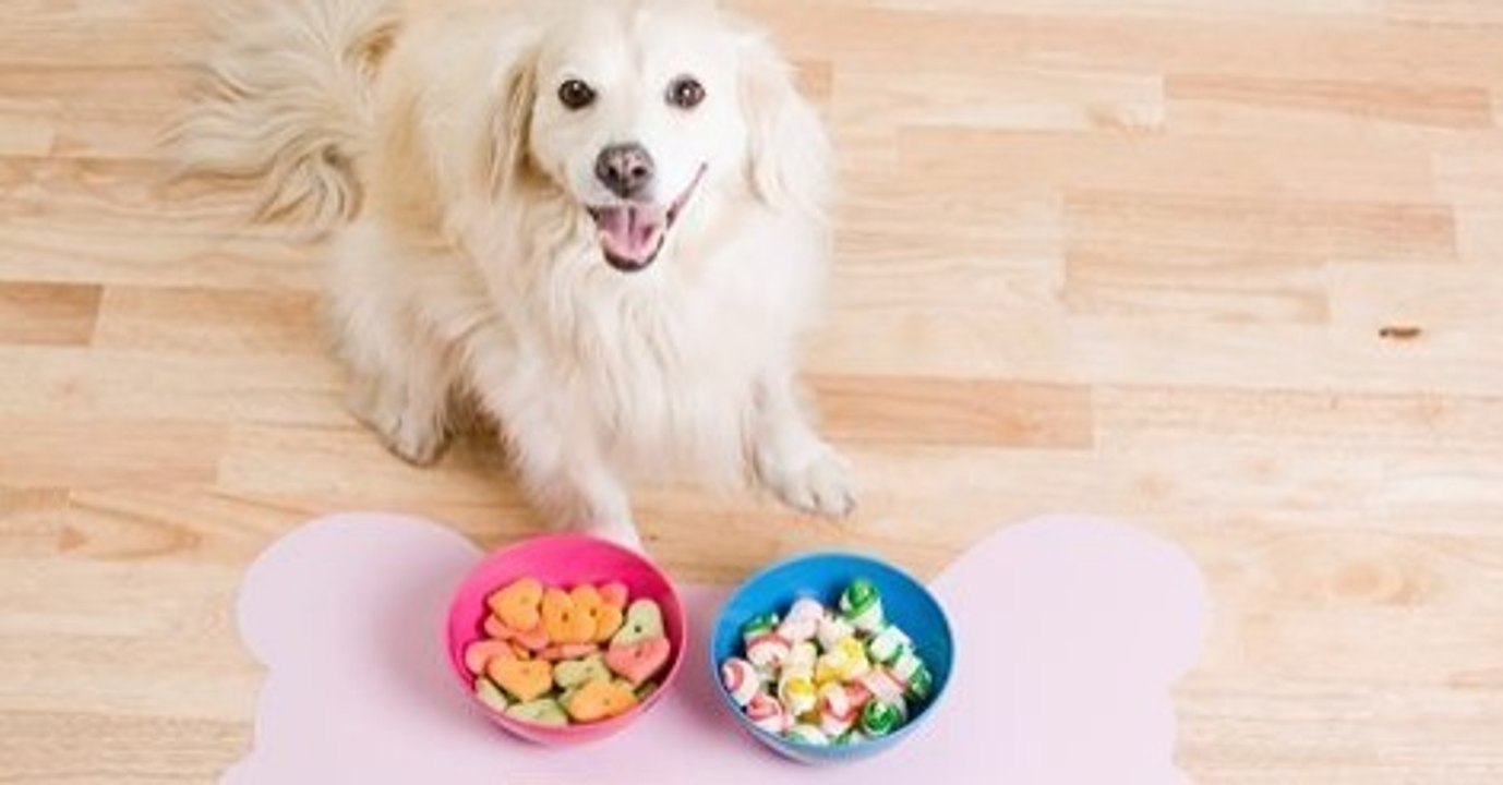 Diese Frau gibt dem Hund seinen Lebenswillen wieder