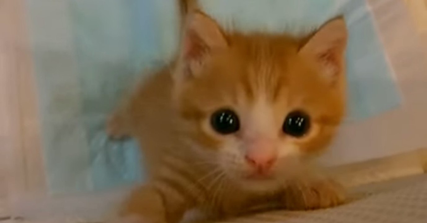 Mann rettet Kätzchen und nimmt es mit nach Hause. Doch da wartet eine gewaltige Überraschung