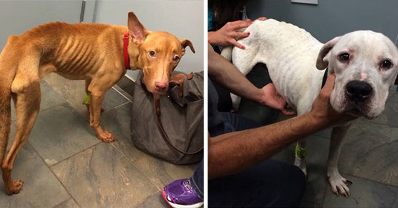 Zwei Polizisten finden zwei völlig verwahrloste und ausgehungerte Hunde in einem leerstehenden Gebäude