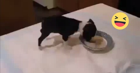 Welpe streckt sich beim Essen