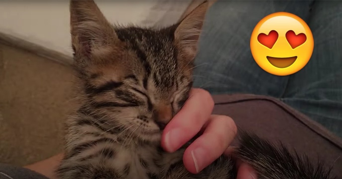 Kätzchen schläft ein