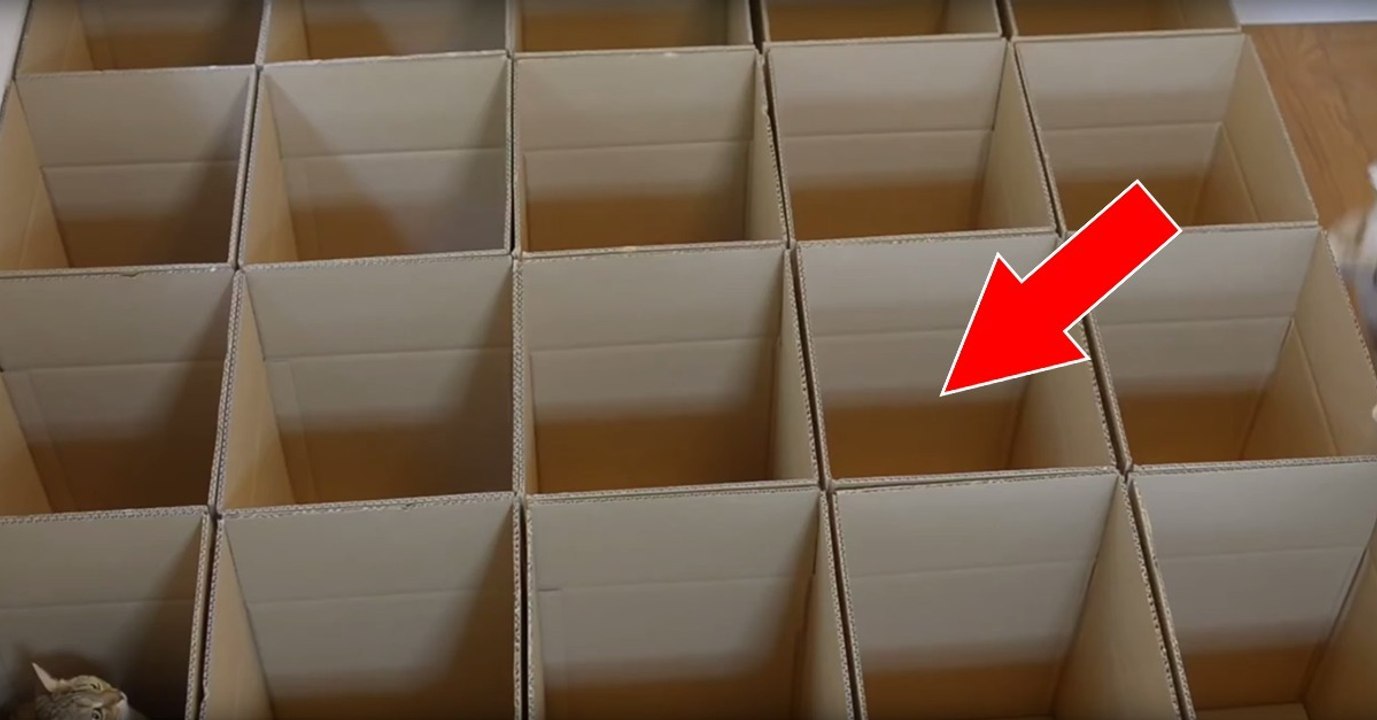 So könnt ihr eure Katze stundenlang nur mit Kartons beschäftigen!