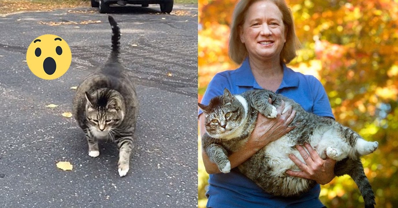 Kater logan wiegt 14 kilo