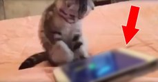 Katze spielt auf Tablet