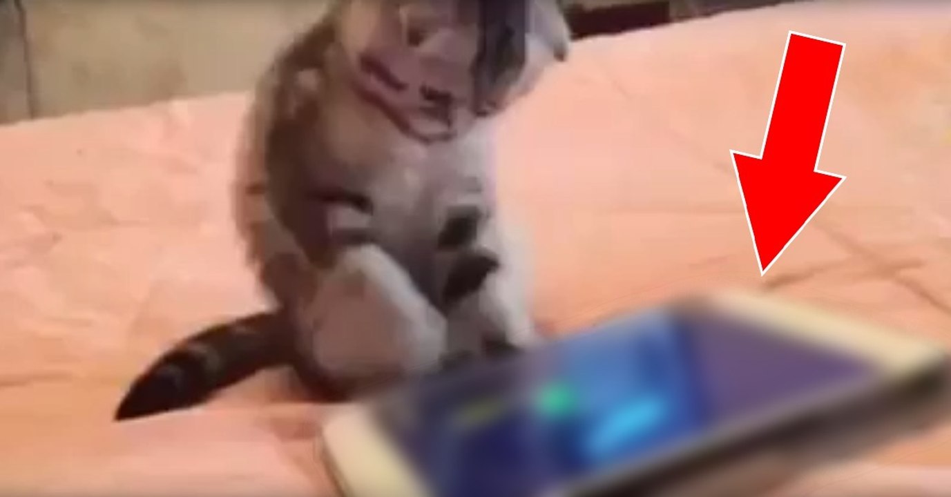 Katze spielt auf tablet