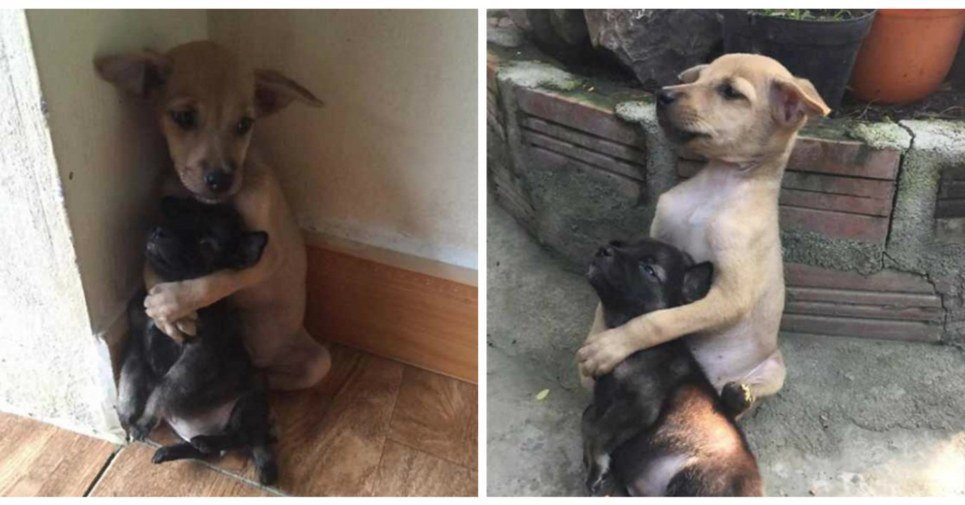 Aus Angst vor dem was kommt klammern sich diese Straßenhunde aneinander fest