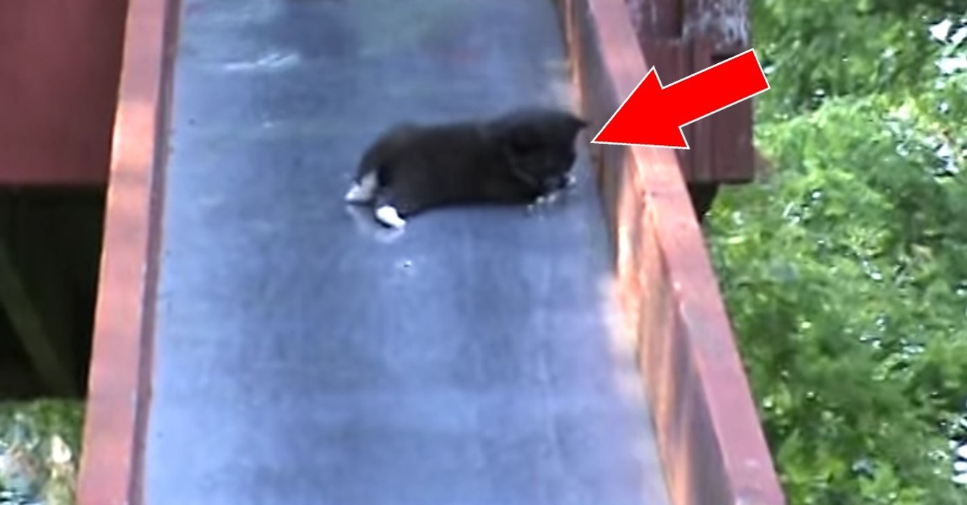 Kätzchen auf Rutsche von Mutter gerettet