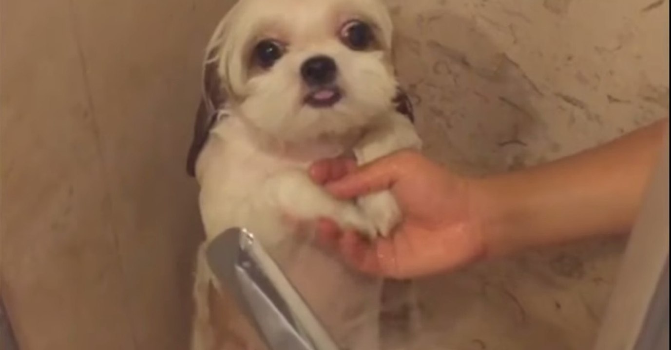 Eine erfrischende Hundedusche! Doch erst beim Föhnen sieht man, wie flauschig...