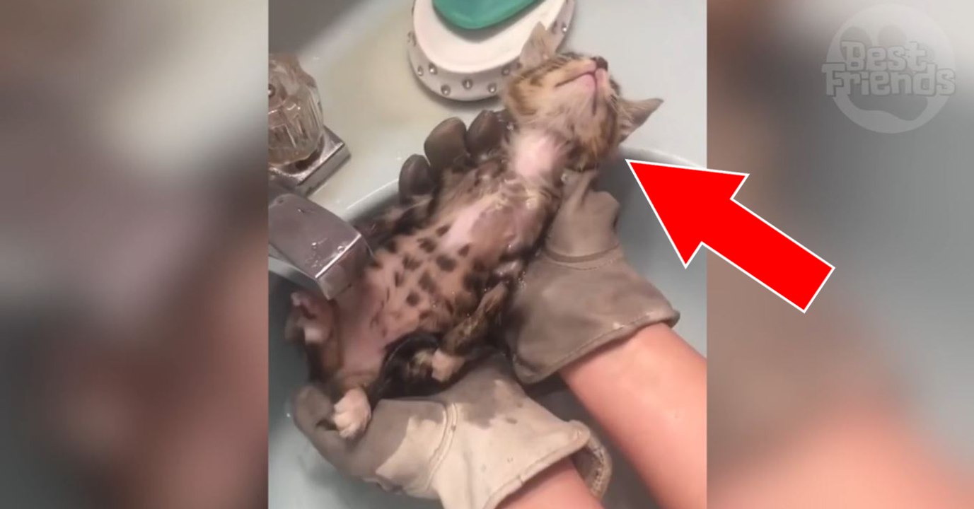 Dieses Kätzchen muss unter die Dusche. Doch mit seiner Reaktion hat keiner gerechnet...