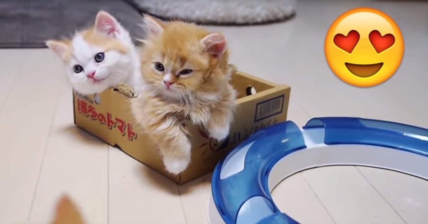 Munchkin-kitten spielen