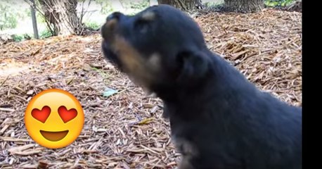 Rottweiler-Welpe jault zum ersten Mal