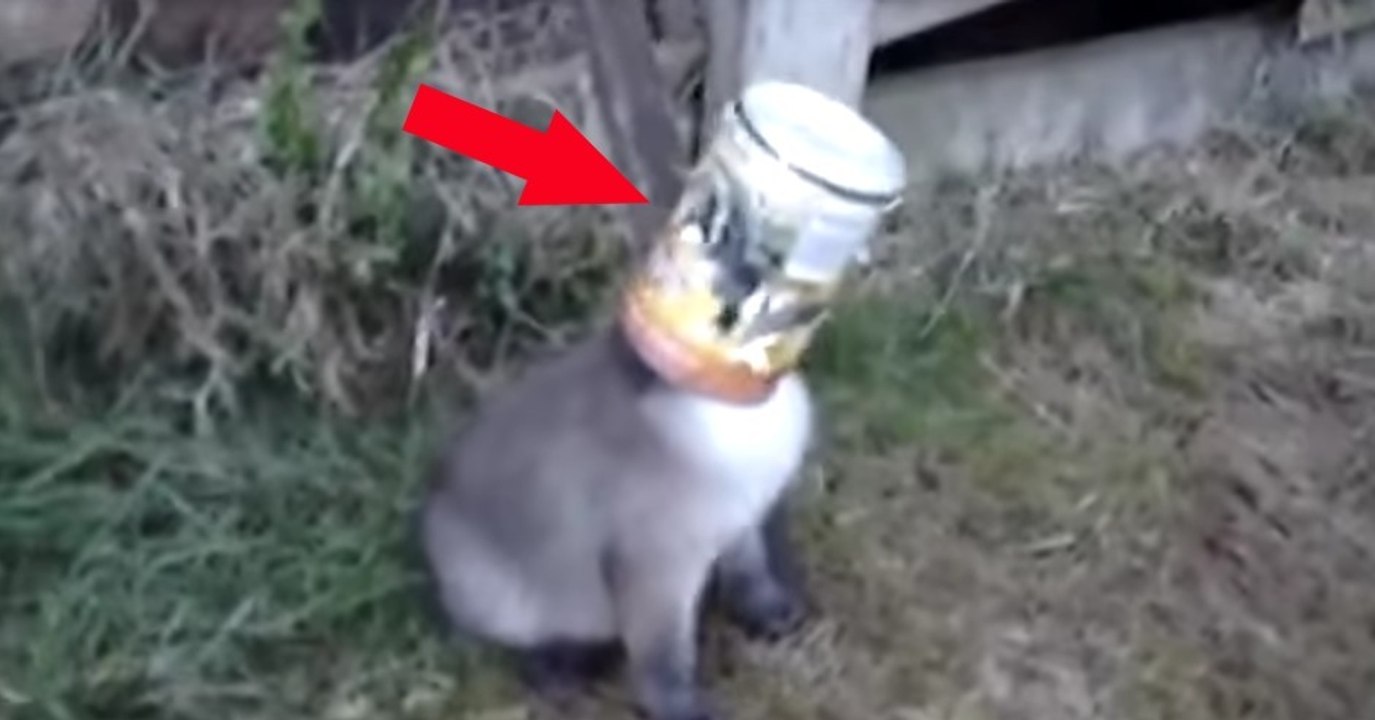 Kleiner Fuchs wird aus Dose befreit