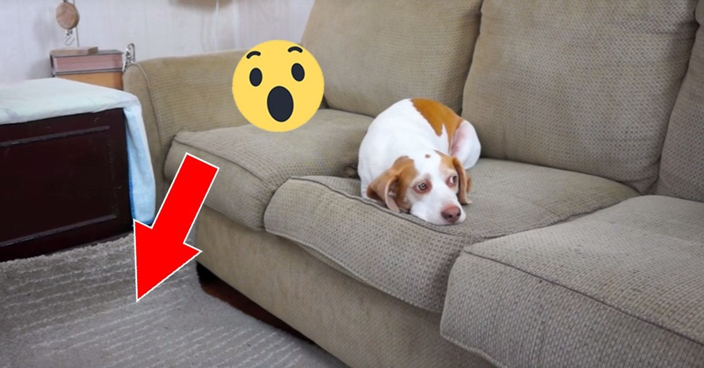 Hund im DIY Bällebad