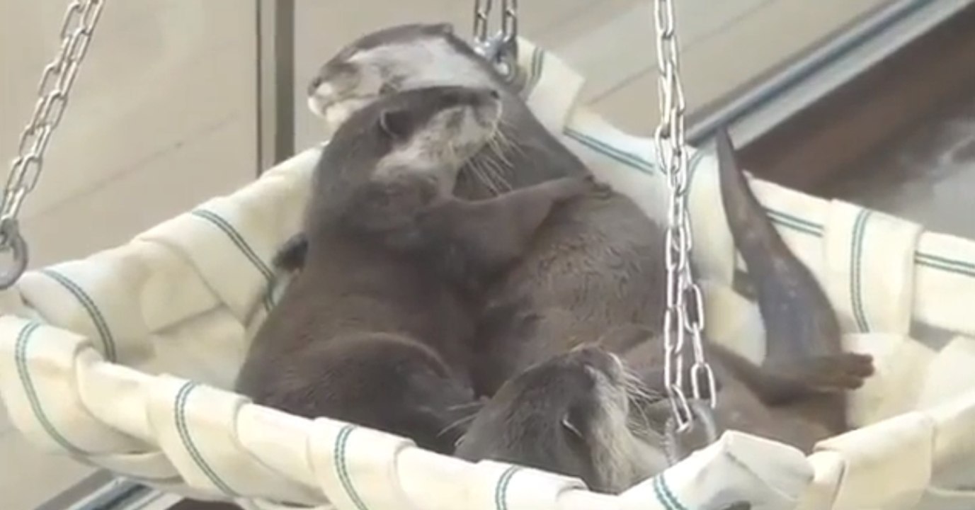 Diese Otter sind so verliebt! Doch dann werden sie plötzlich gestört