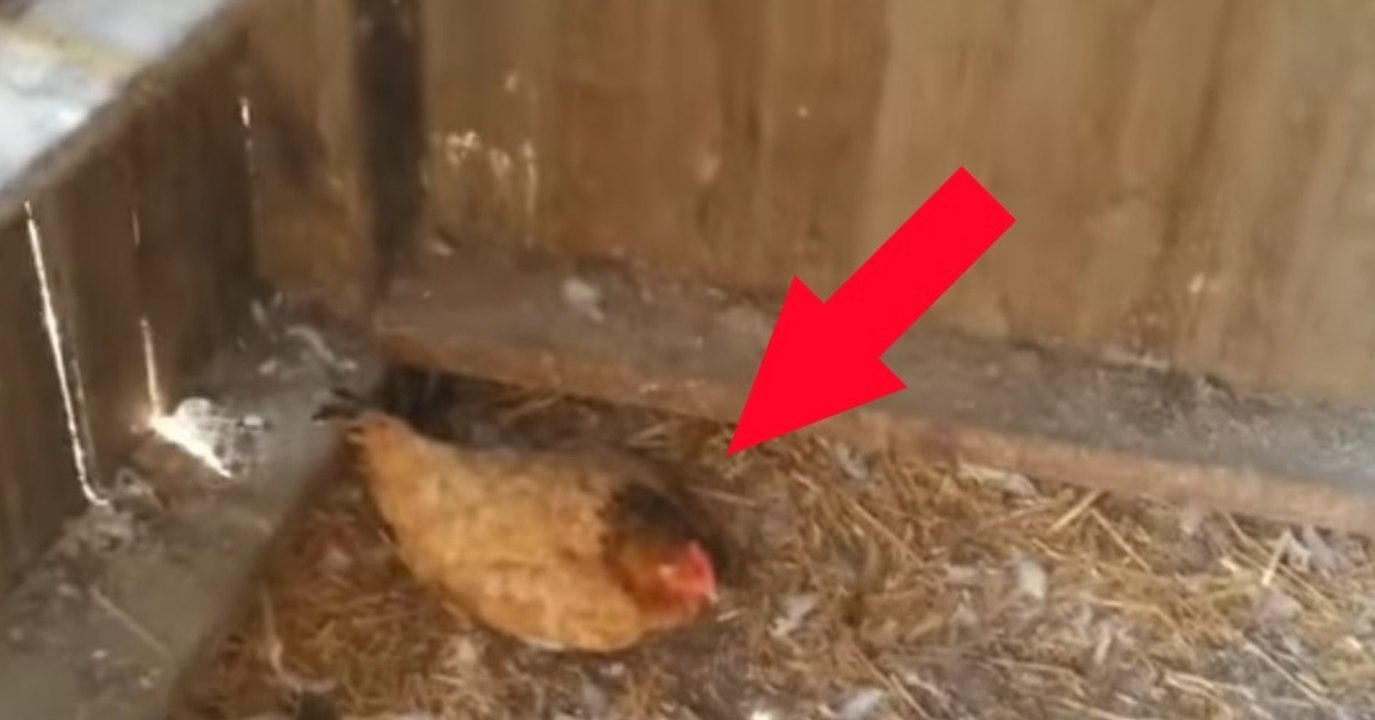 Diese Henne hat ein kleines Kätzchen adoptiert!