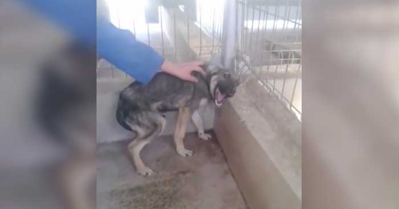 Er wird jahrelang gequält und misshandelt, dann nähert sich die Hand!