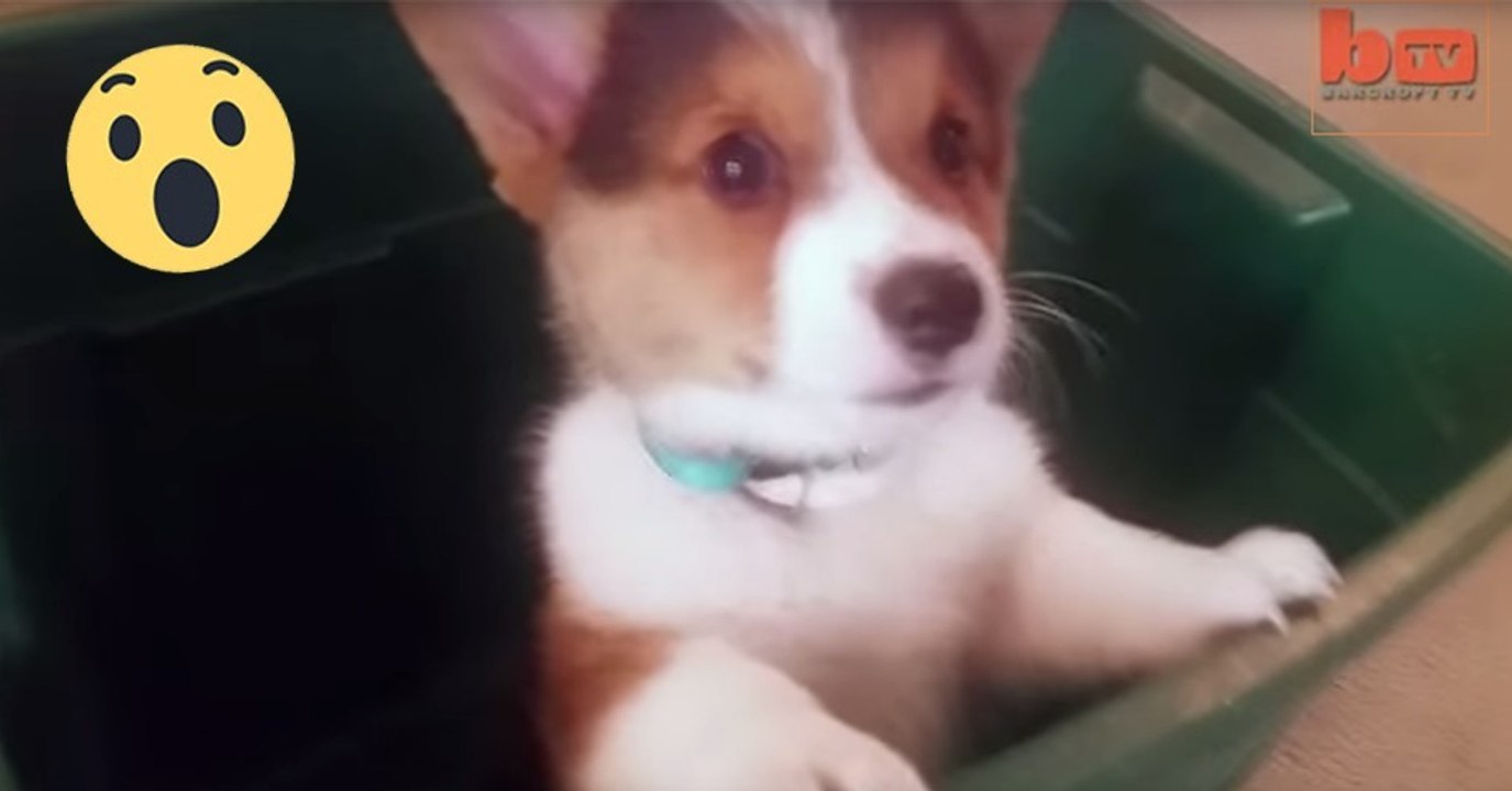 Corgi befreit sich selbst aus Küche