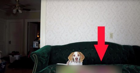 Hund mit Luftballons überrascht