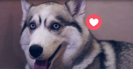 Husky-Dame mit sechs kleinen Welpen