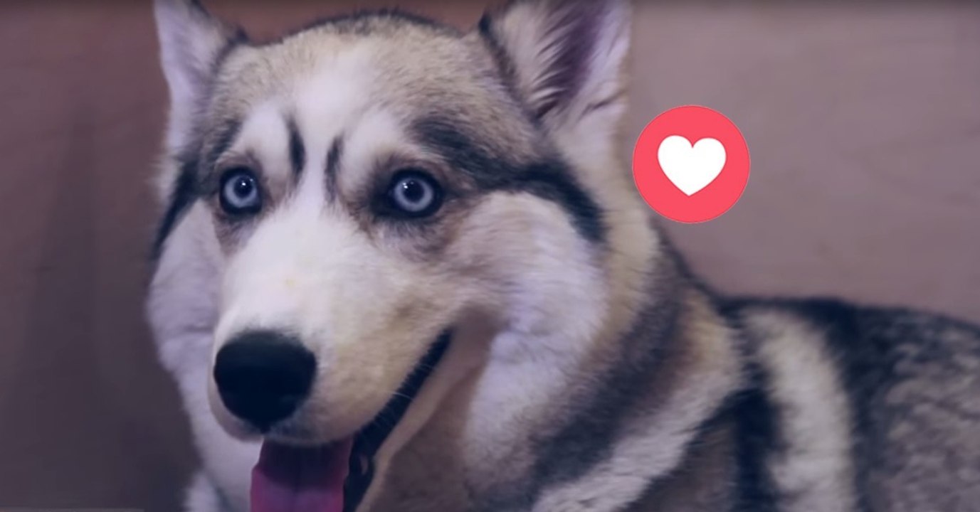 Husky-dame mit sechs kleinen welpen