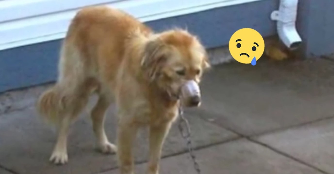 Die Nachbarn retten Golden Retriever