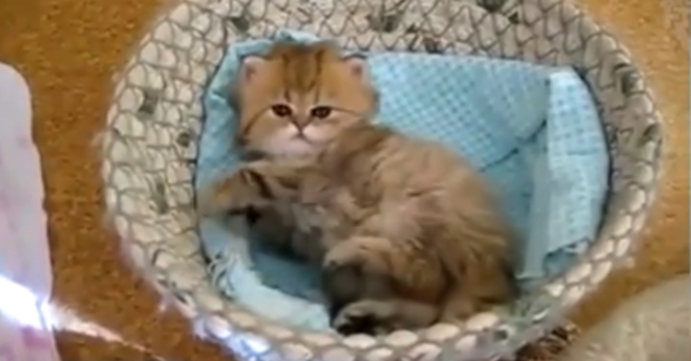 Nachdem es aufwacht, will dieses Kätzchen etwas ganz Bestimmtes!