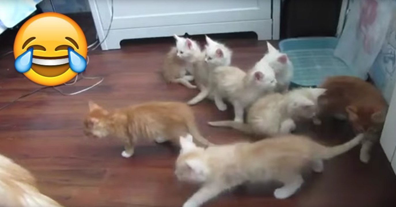 Kätzchen werden von ihrer Mama erschreckt