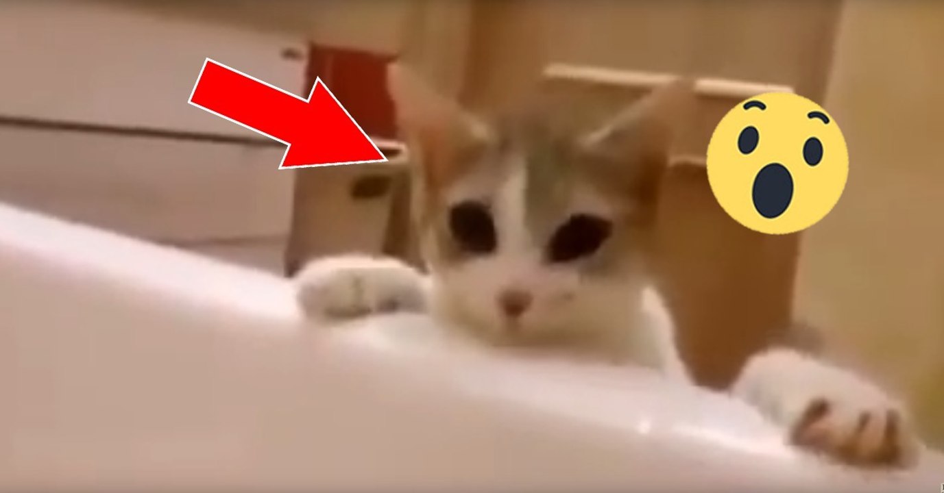 Katze will Frauchen aus der Badewanne retten