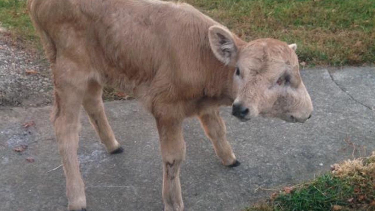 Lucky, das Kalb mit zwei Köpfen aus Kentucky, lebt noch und es geht ihm gut