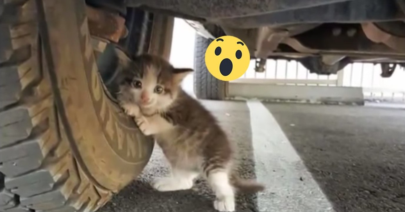Kleines, verlassenes Kätzchen hat eine neue Familie gefunden
