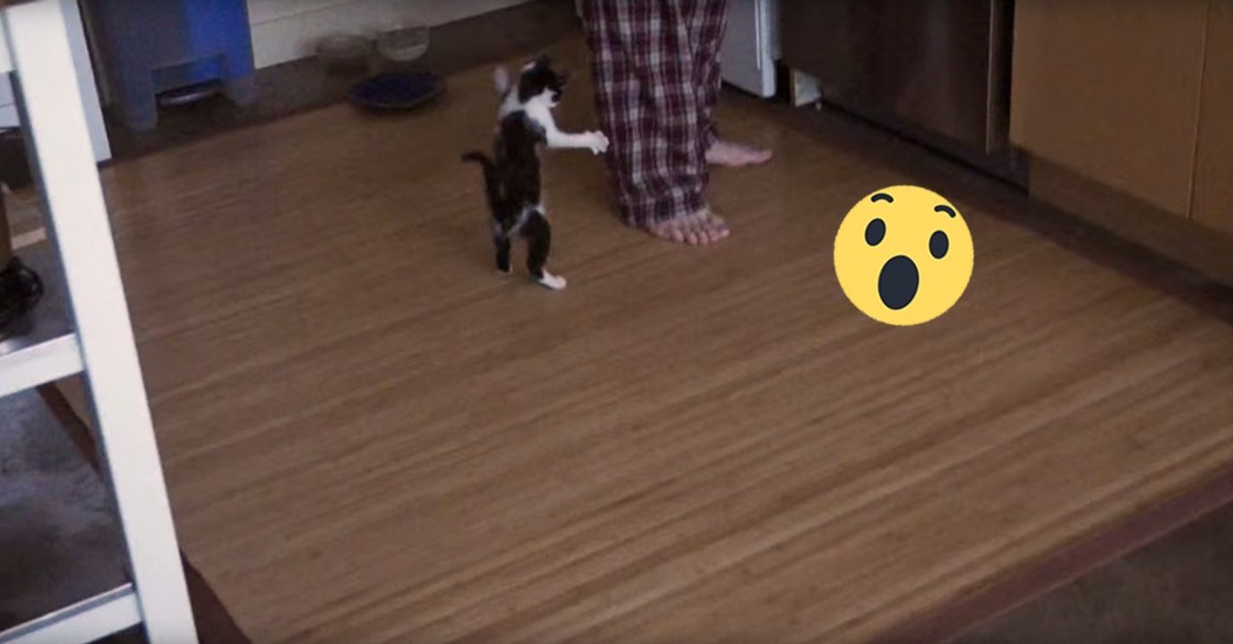 Katze krallt sich an Bein fest