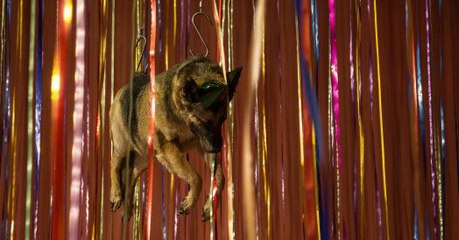 Diese Hunde-Ausstellung in Russland ist ein Skandal! Erfahrt hier warum!