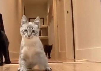 Dieses kleine Kätzchen leidet unter einer bösen Behinderung