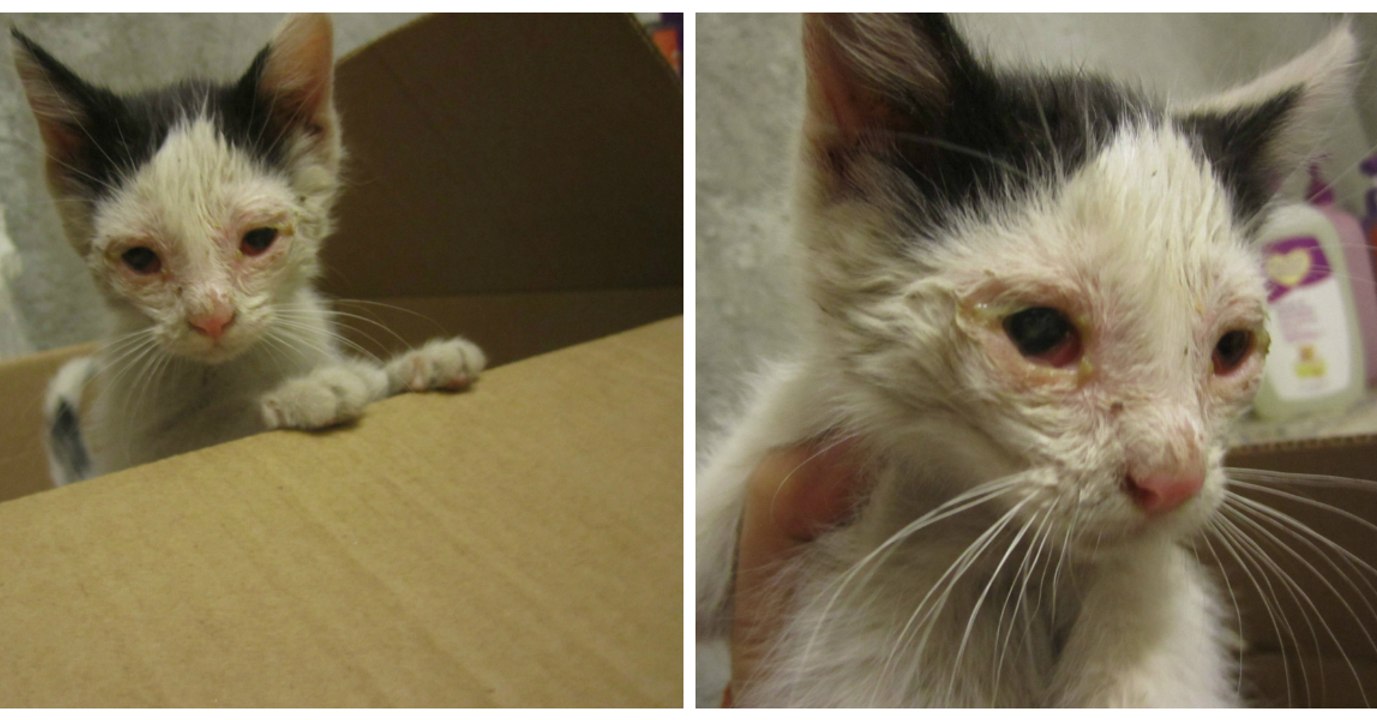 Ein Mann findet drei Kätzchen, eines von ihnen schwer krank, doch DAS hätte keiner gedacht!