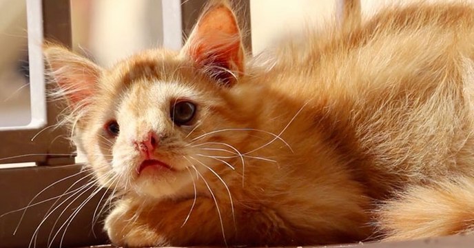 Wegen Missbildung: Keiner will das Kätzchen, also macht das Tierheim etwas ganz Besonderes