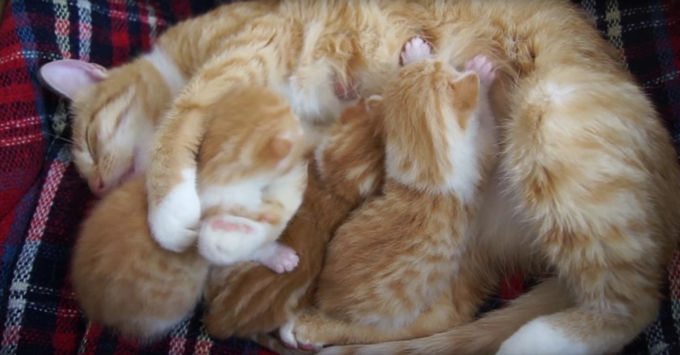 Eine Katzen-Mama kommuniziert auf atemberaubende Weise mit ihren Kitten