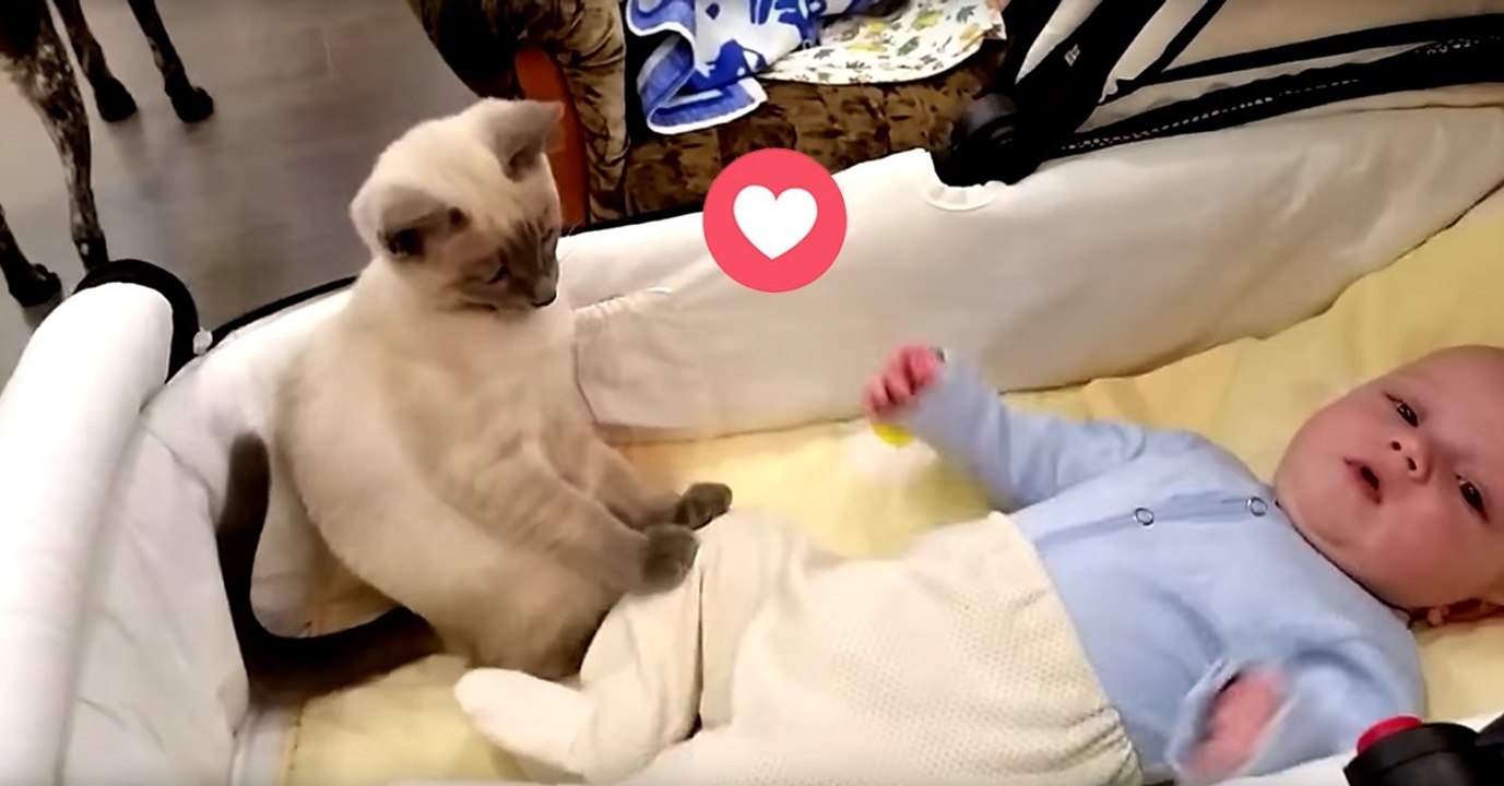 Dieses Kätzchen möchte das Baby beruhigen