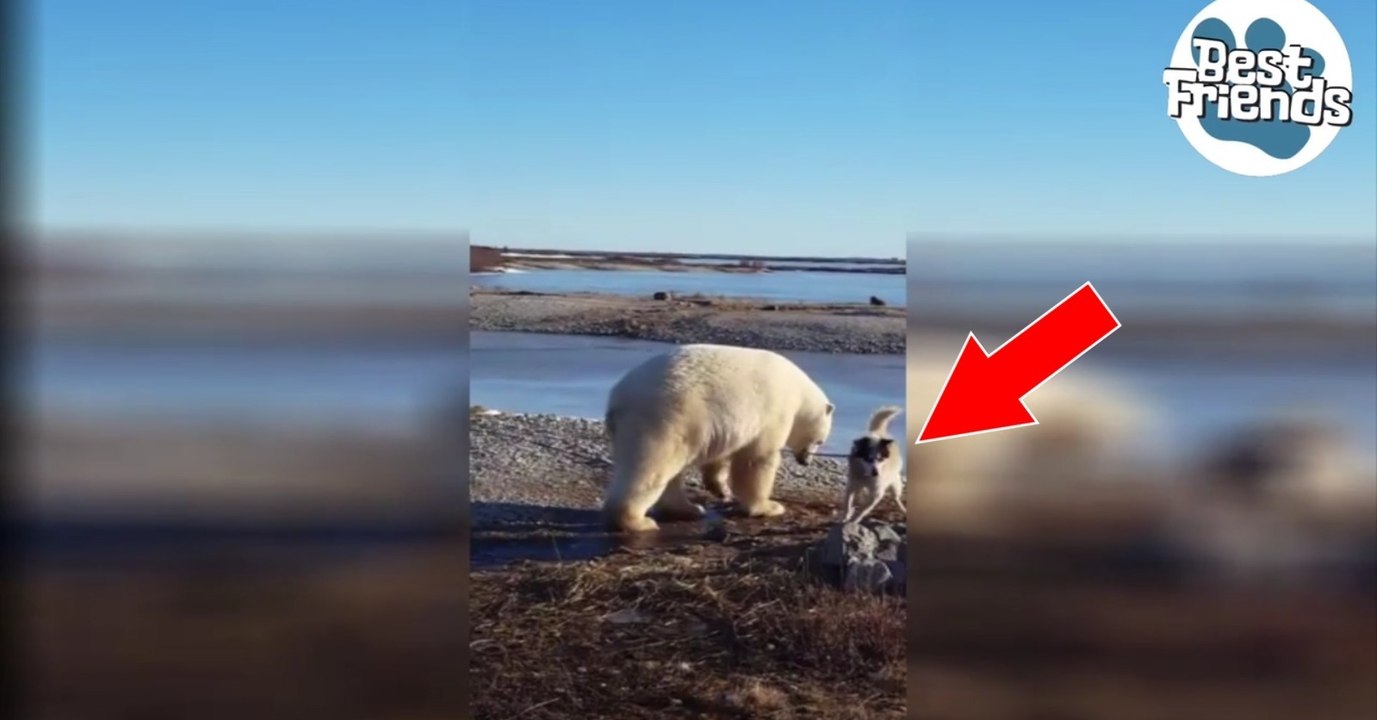 Ein Eisbär und ein Hund, die zusammen spielen!