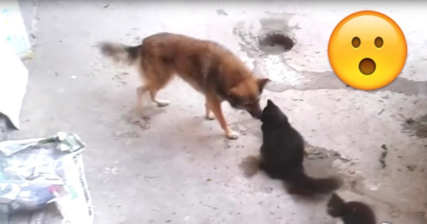 Hund und Katze sind Freunde